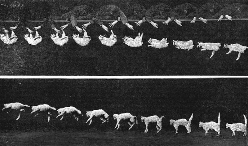 Illustration for article titled Chronophotography: The Photos That Revealed The Secrets Of Motion
